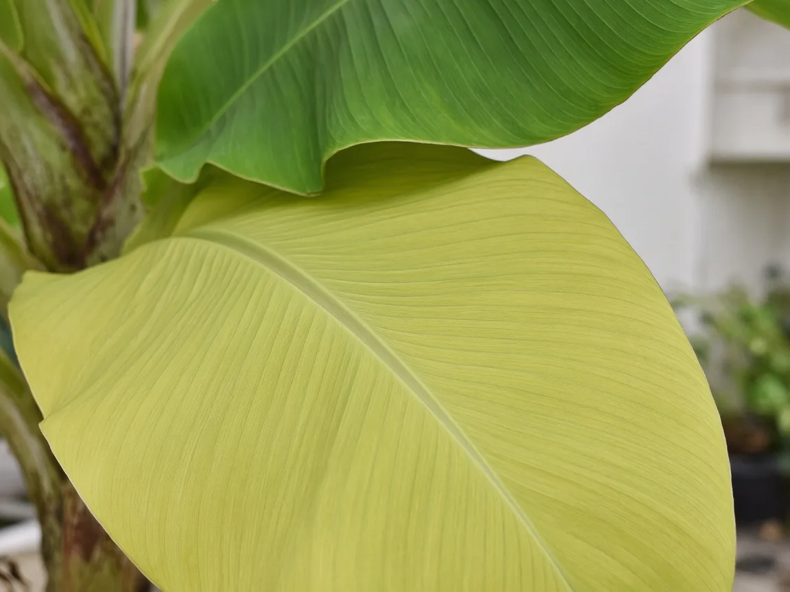 Close-up of pale oldest lower Banana paddle leaf with uniform yellow-green chlorosis
