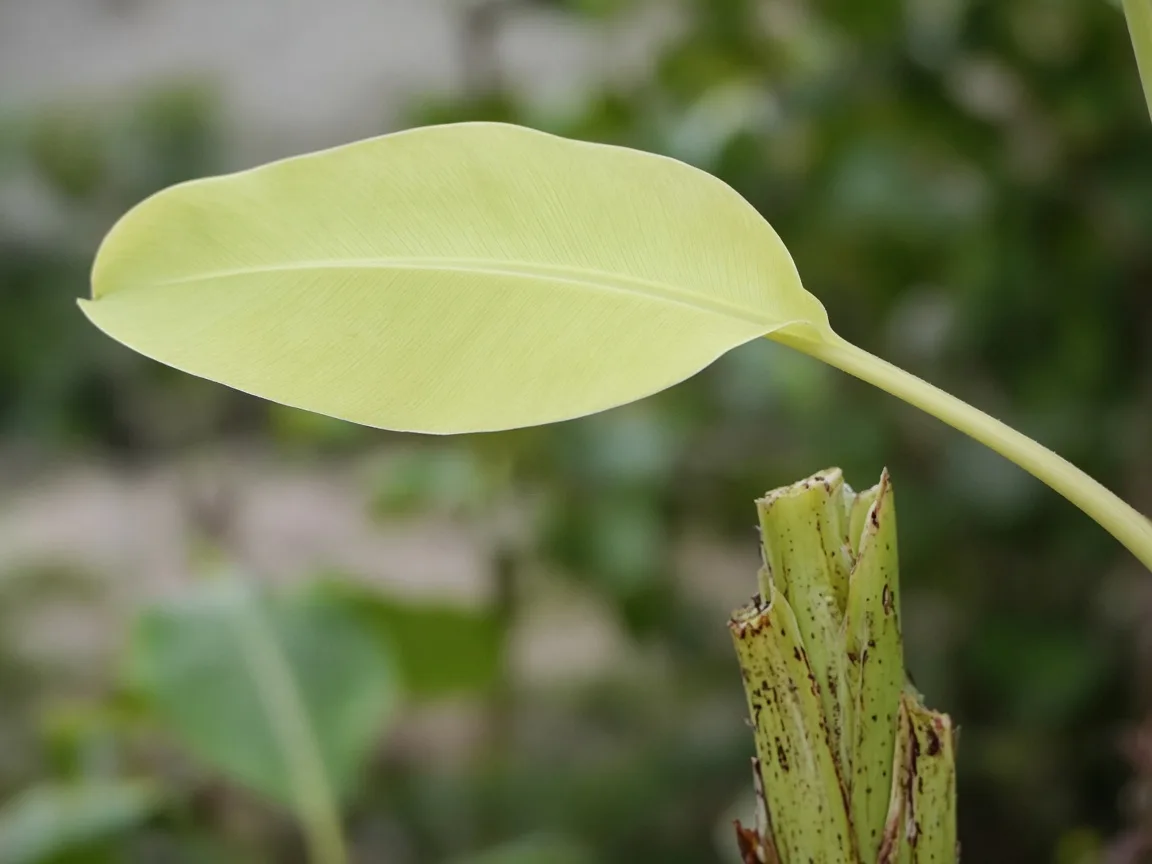 Close-up of not enough light on Banana - pale undersized paddle leaf on an elongated petiole with weak green color