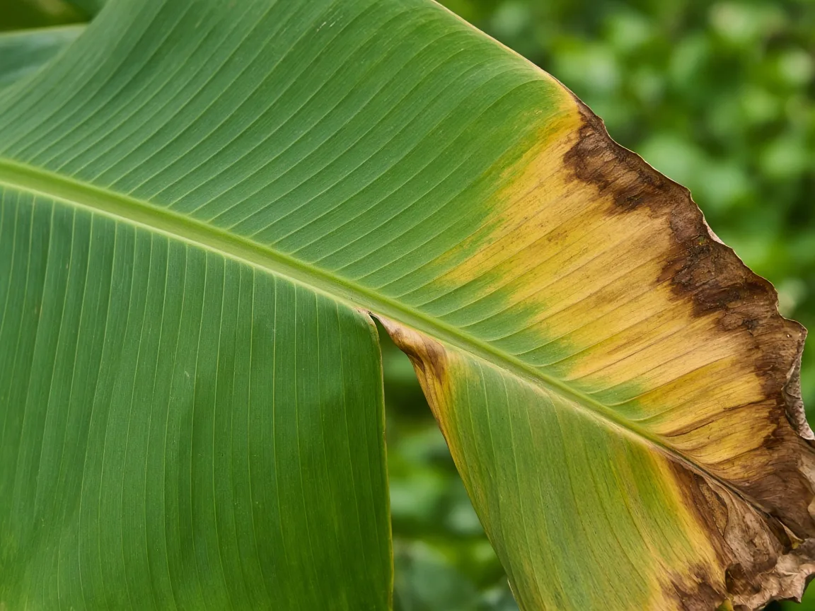 Close-up of potassium deficiency on Banana - brown scorched margin and midrib fracture on older paddle leaf