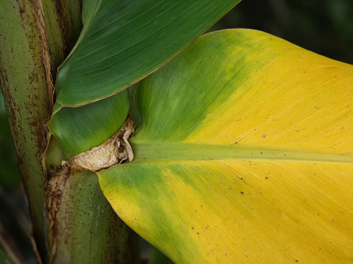 Close-up of yellowing oldest lower paddle leaf on banana pseudostem with greener blade above