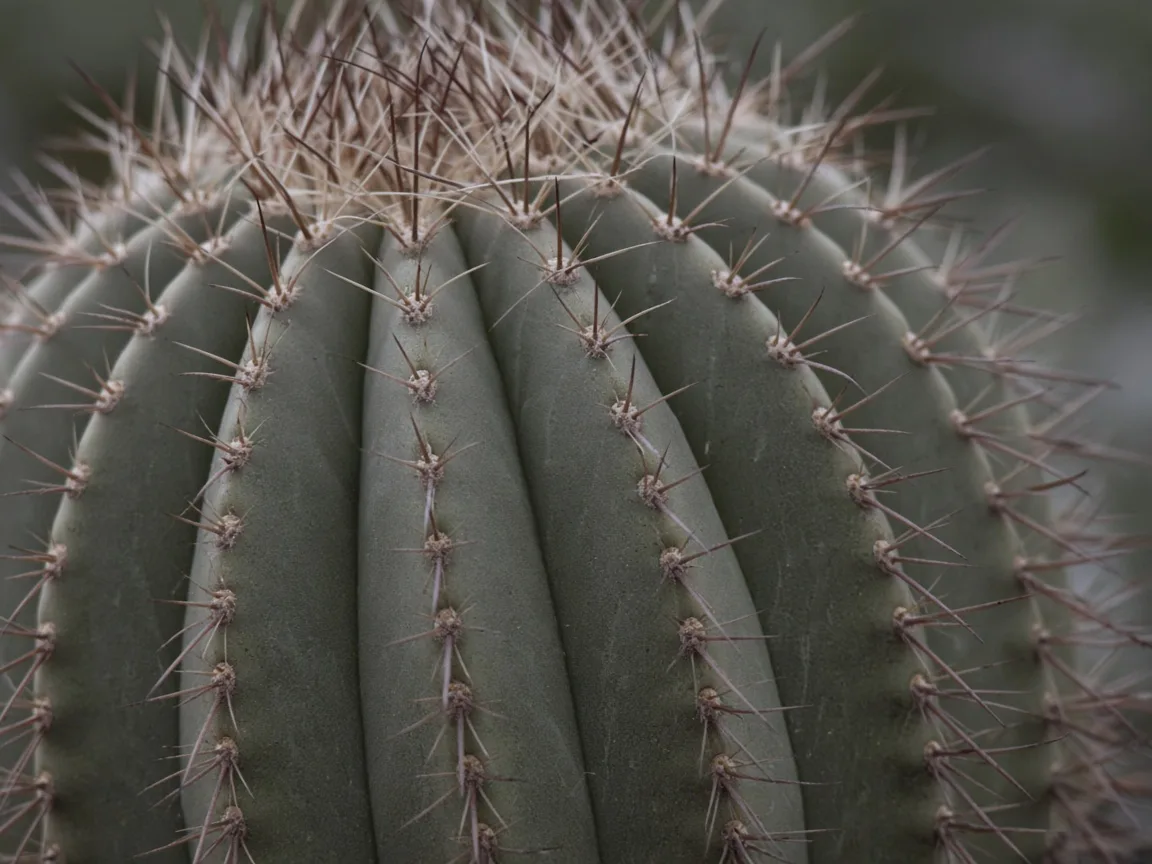 Close-up of stretched rib spacing on a Barrel Cactus leaning toward window light