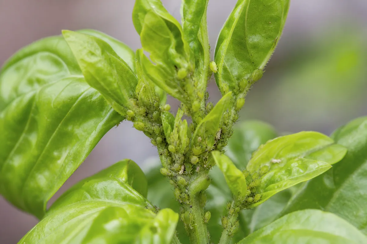 Close-up of Aphids on Basil - diagnostic detail