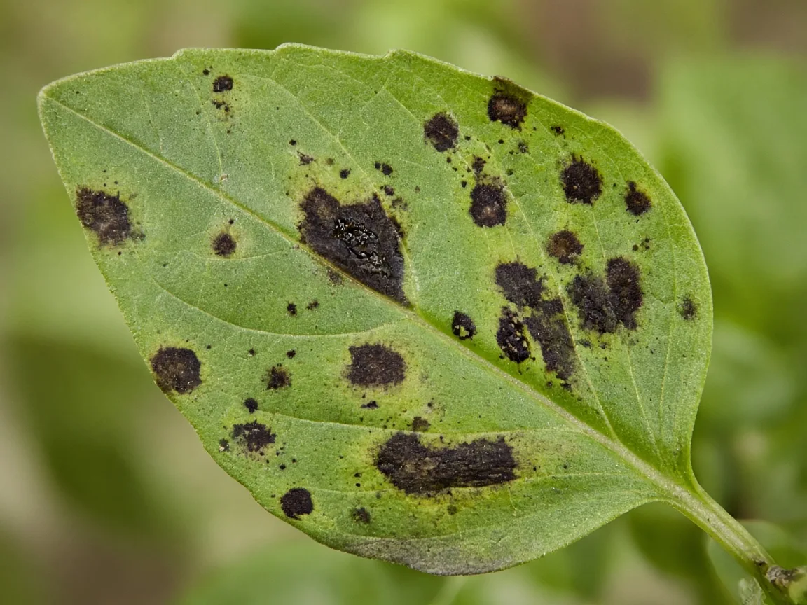 Close-up of black spots on basil - water-soaked leaf spot on sweet basil foliage