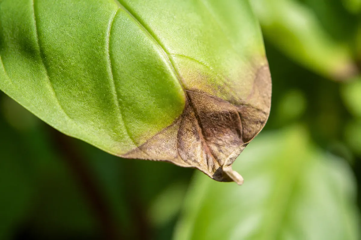 Close-up of Brown Tips on Basil - diagnostic detail
