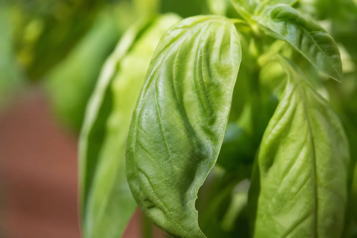 Close-up of Drooping Leaves on Basil - diagnostic detail