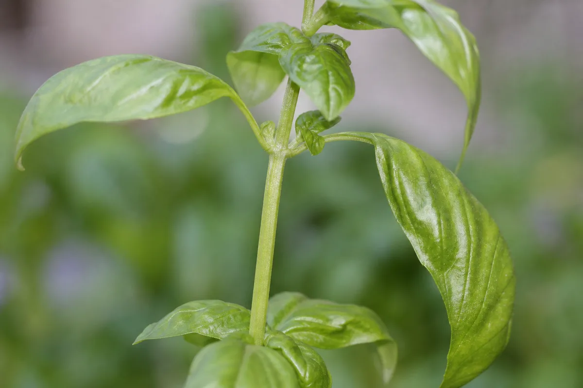 Close-up of Leggy Growth on Basil - diagnostic detail