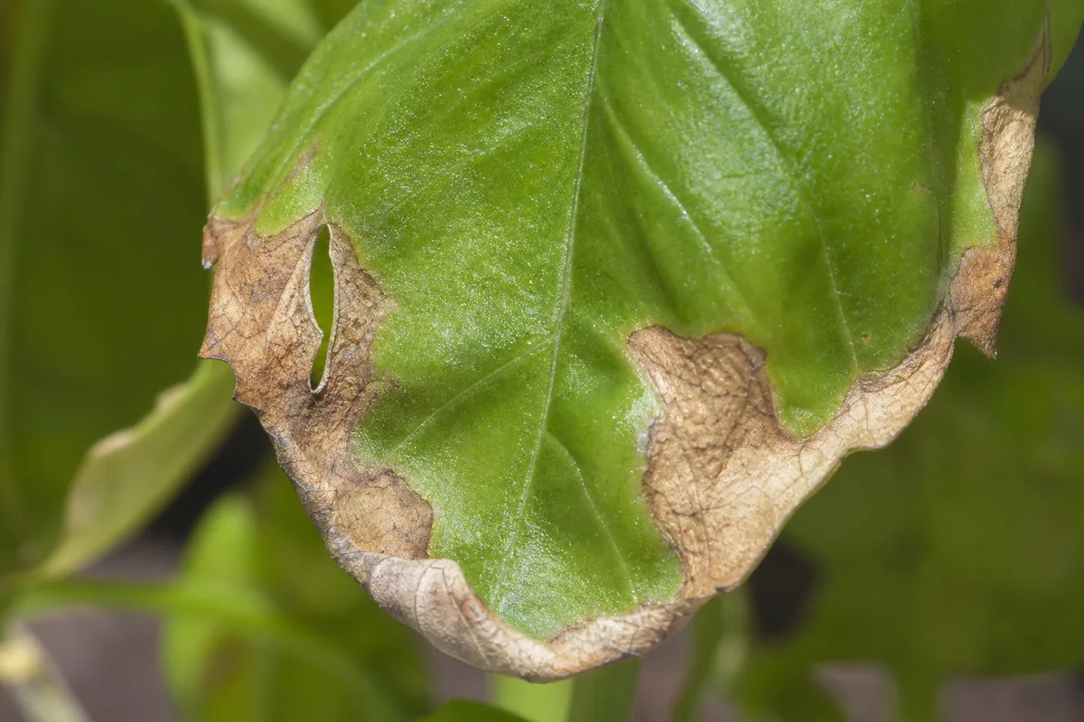 Close-up of Low Humidity on Basil - diagnostic detail