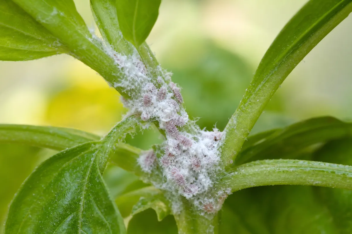 Close-up of Mealybugs on Basil - diagnostic detail