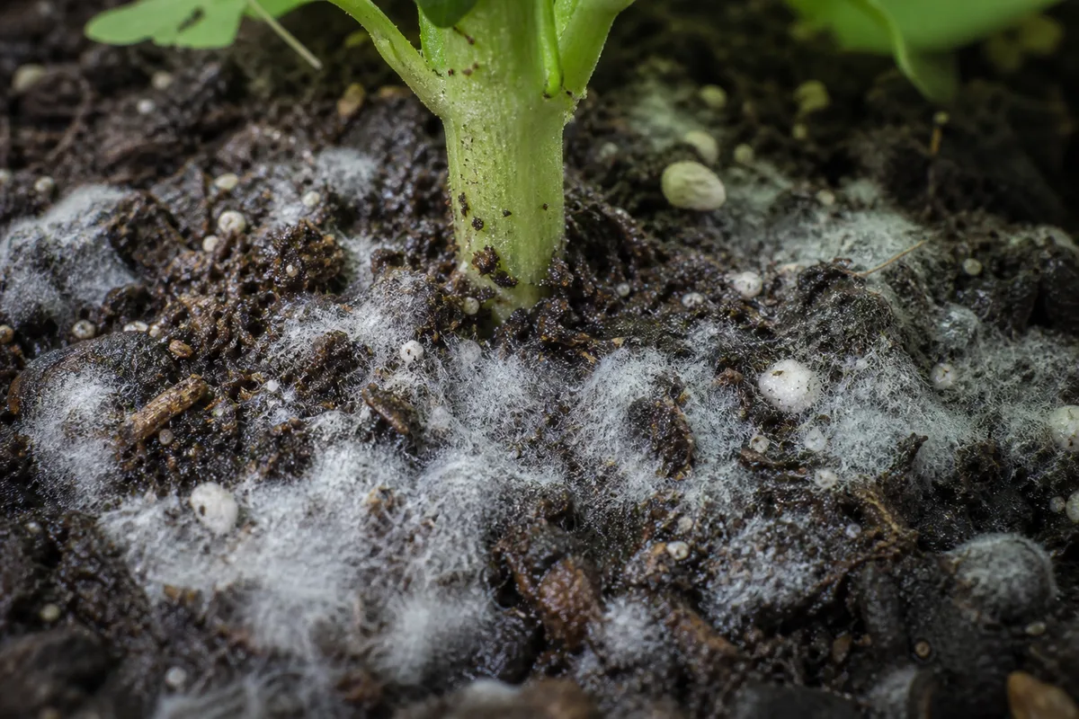 Close-up of Mold on Soil on Basil - diagnostic detail