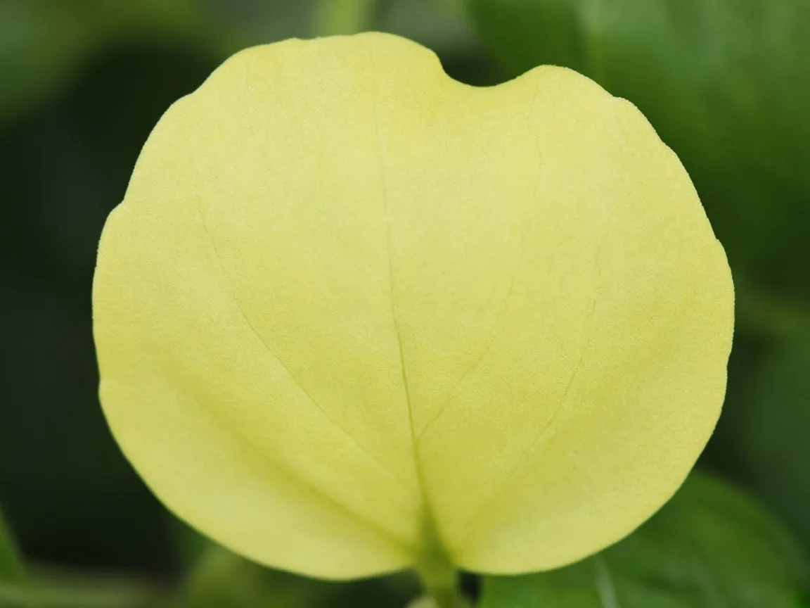 Close-up of nitrogen deficiency on basil - uniform pale yellow on lower leaf