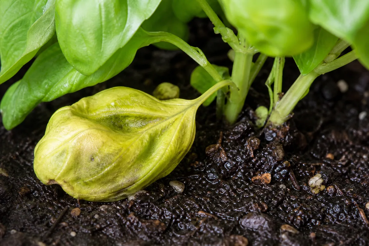 Close-up of Overwatering on Basil - diagnostic detail