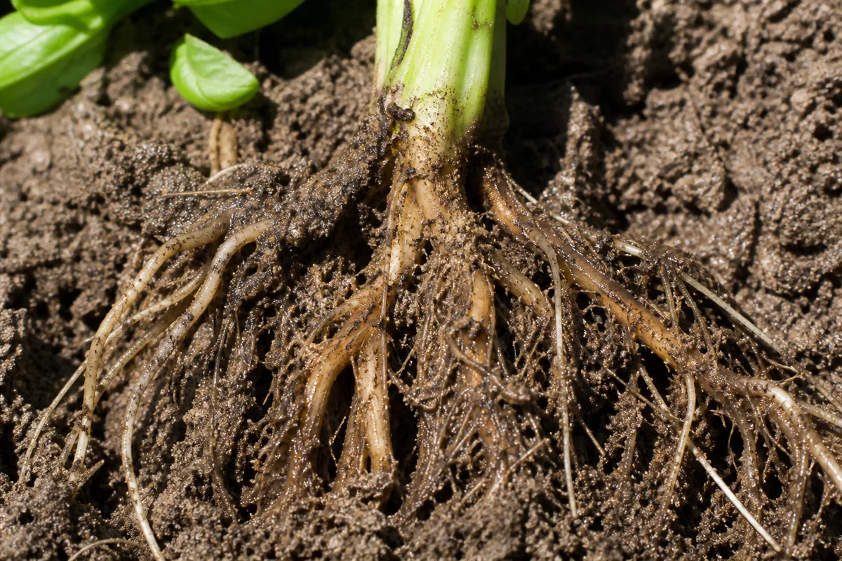 Close-up of Root Rot on Basil - diagnostic detail