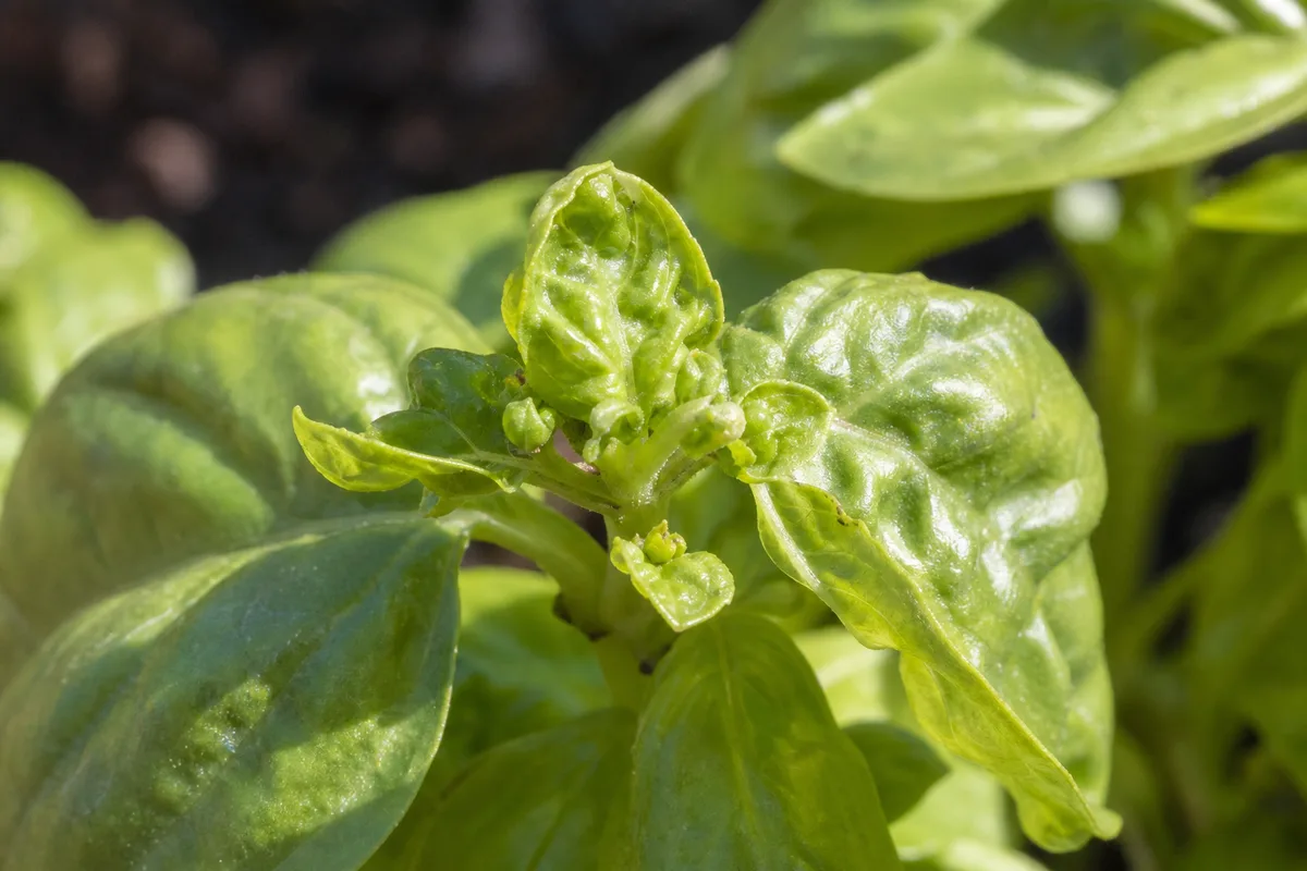 Close-up of Slow Growth on Basil - diagnostic detail