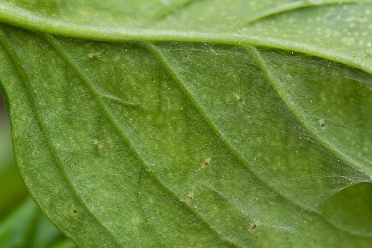 Close-up of Spider Mites on Basil - diagnostic detail