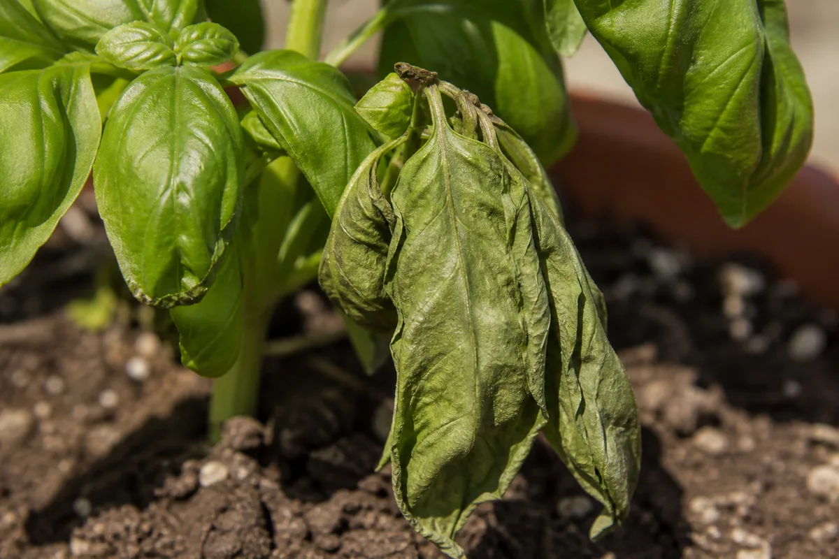 Close-up of Underwatering on Basil - diagnostic detail