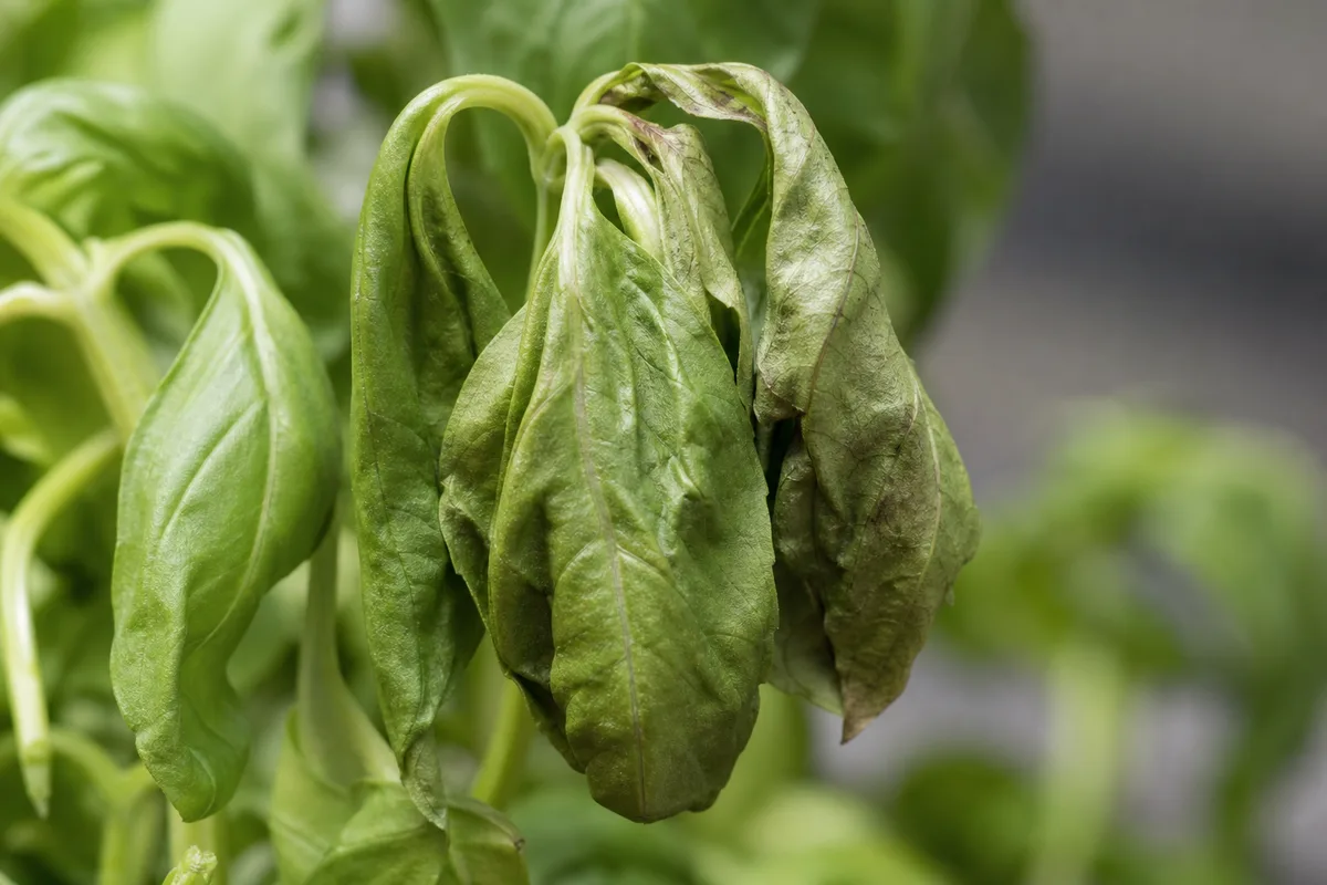 Close-up of Wilting on Basil - diagnostic detail