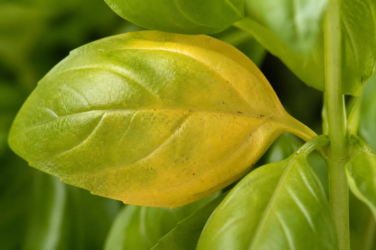 Close-up of Yellow Leaves on Basil - diagnostic detail