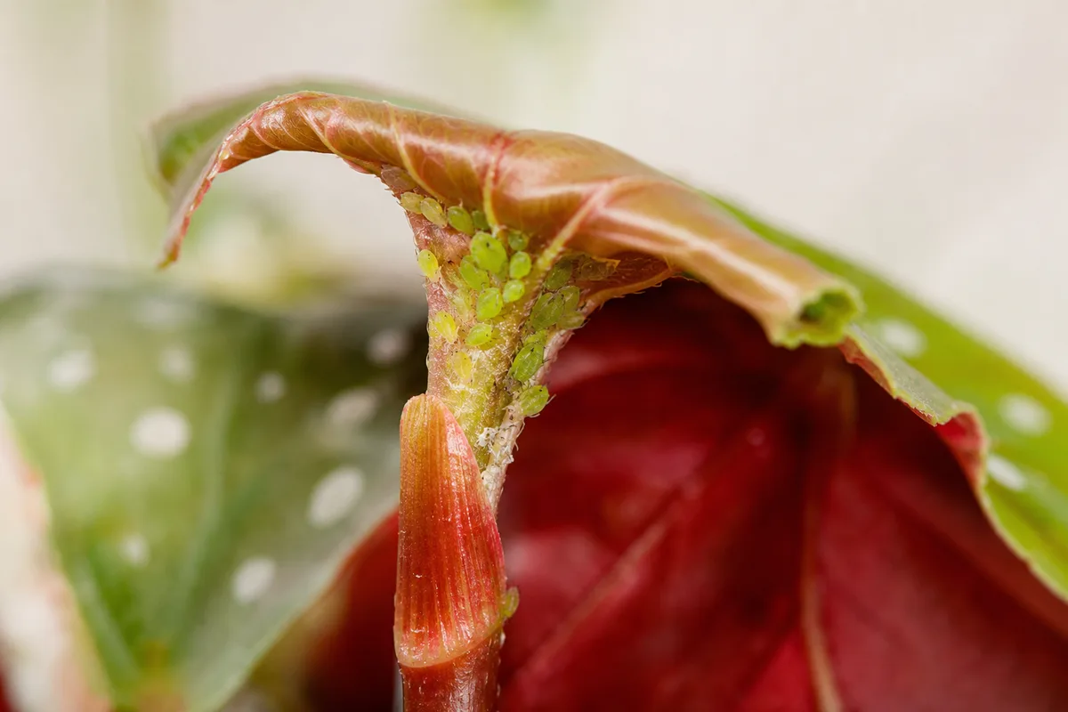 Close-up of Aphids on Begonia Maculata - diagnostic detail