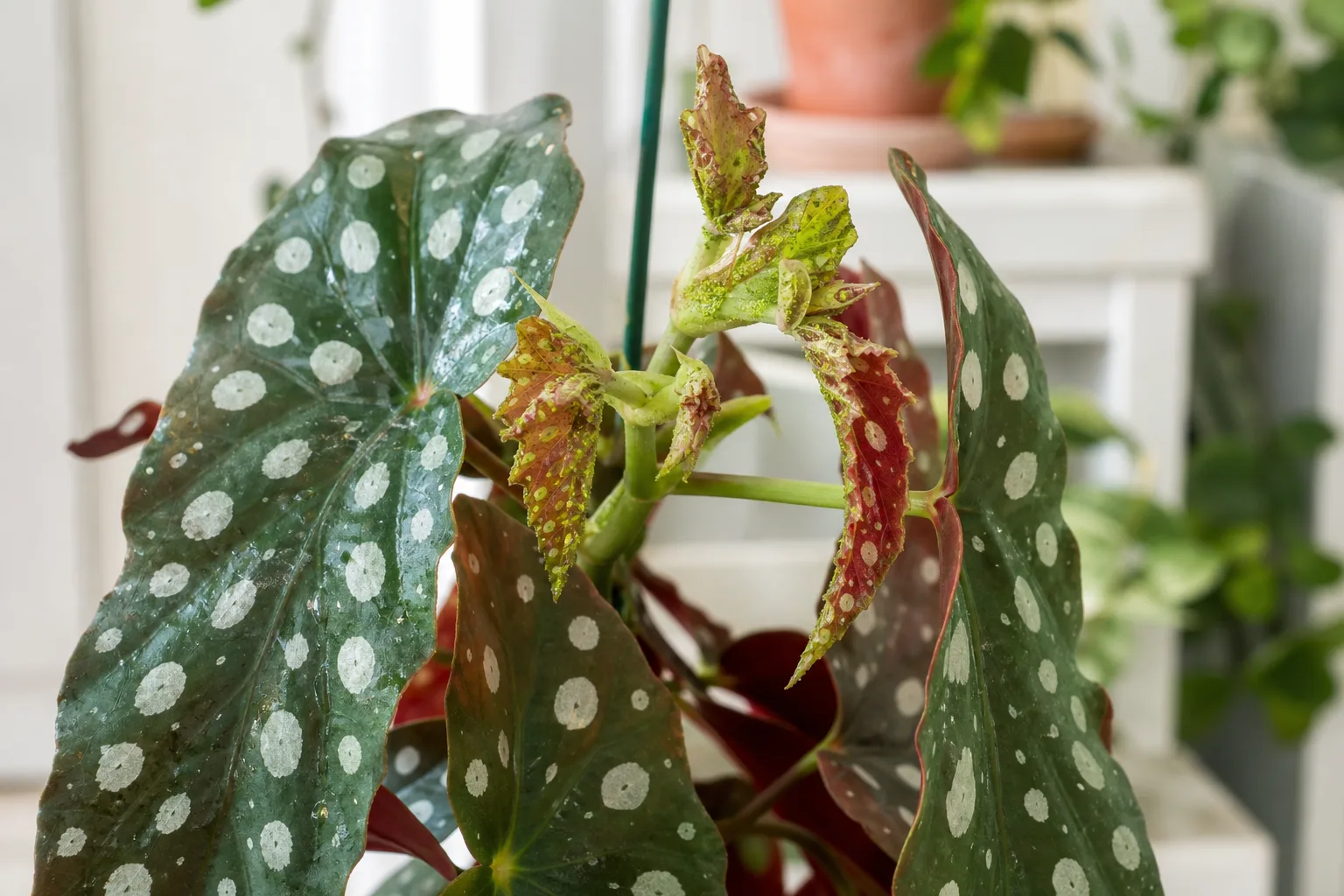 Aphids on Begonia Maculata - visible symptom on the plant