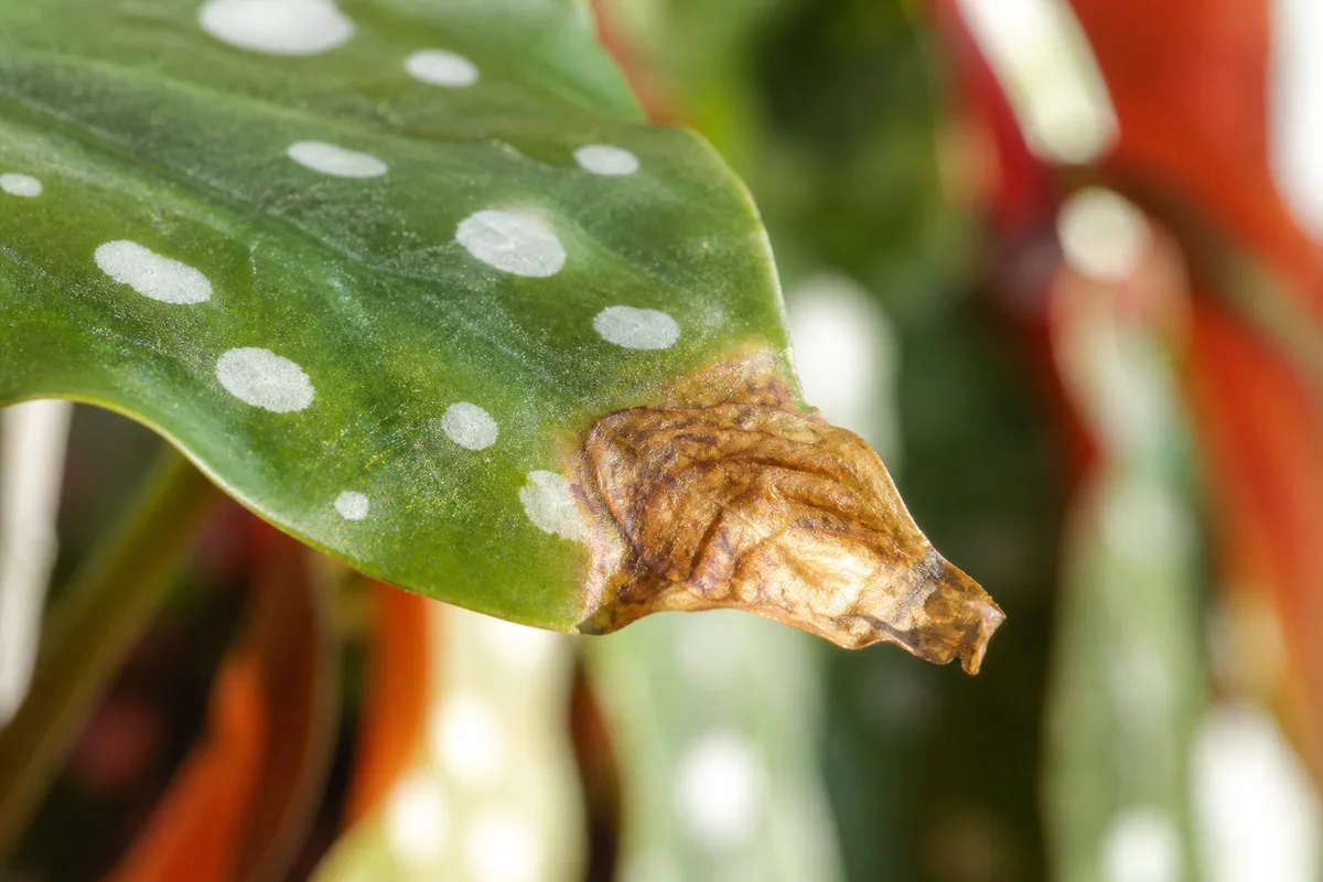 Close-up of Brown Tips on Begonia Maculata - diagnostic detail
