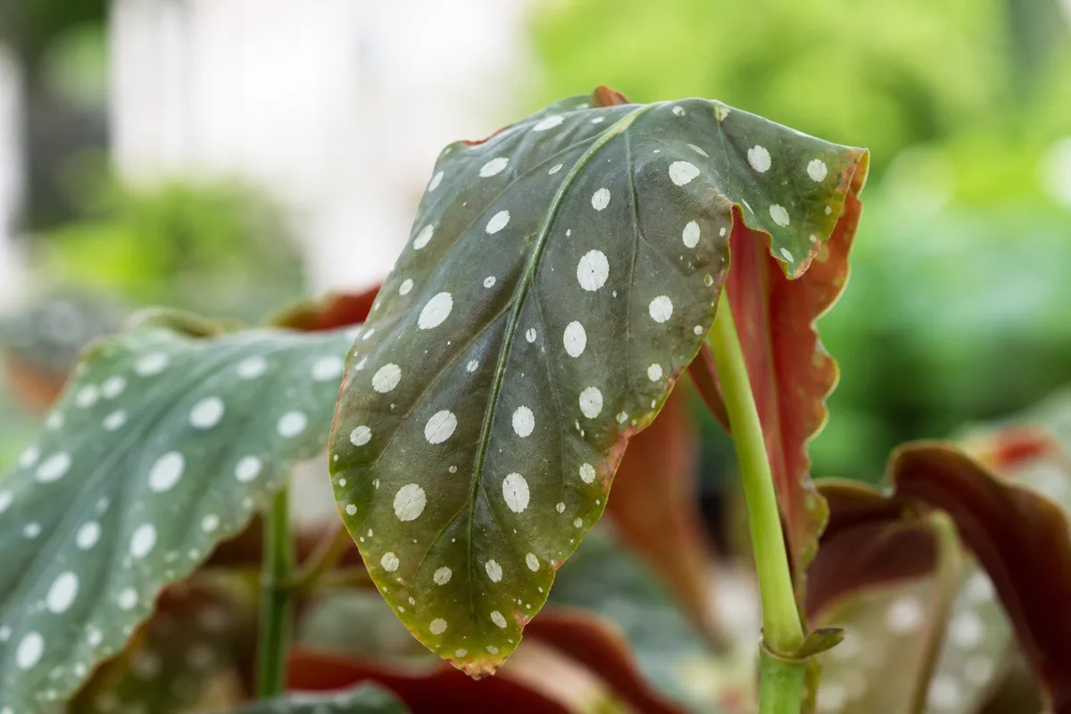 Close-up of Drooping Leaves on Begonia Maculata - diagnostic detail