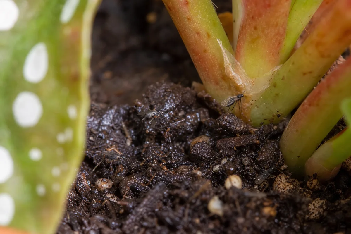 Close-up of Fungus Gnats on Begonia Maculata - diagnostic detail