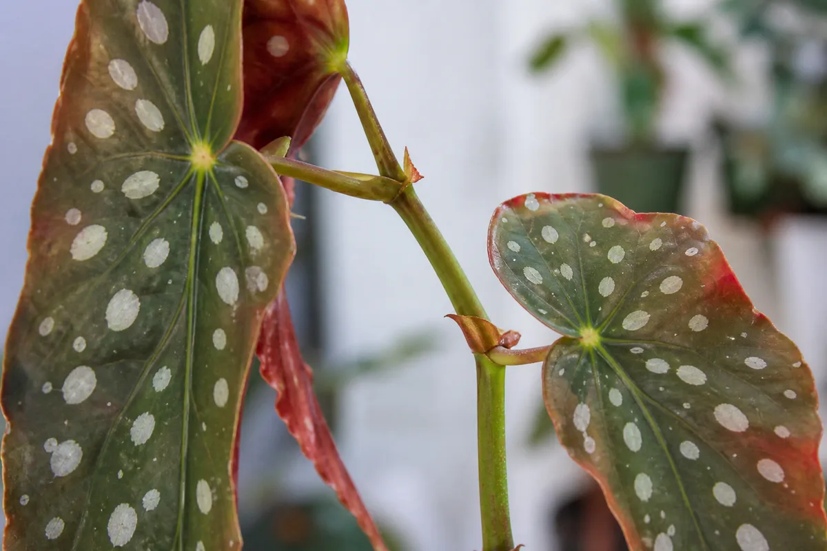 Close-up of Leggy Growth on Begonia Maculata - diagnostic detail