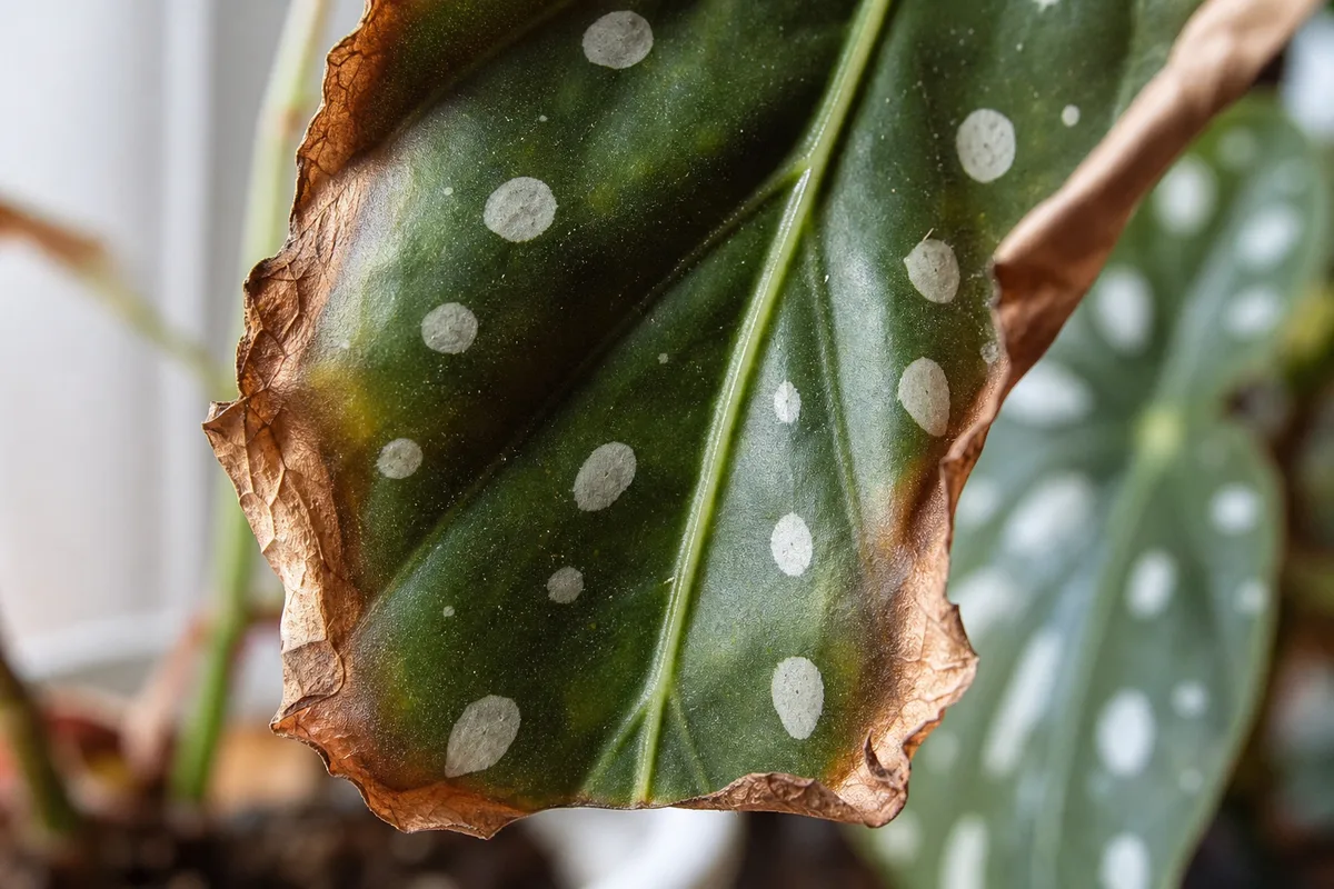 Close-up of Low Humidity on Begonia Maculata - diagnostic detail
