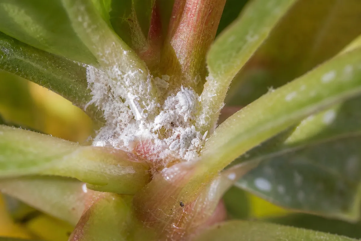 Close-up of Mealybugs on Begonia Maculata - diagnostic detail