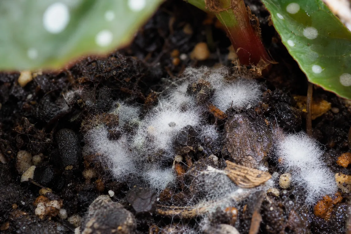 Close-up of Mold on Soil on Begonia Maculata - diagnostic detail