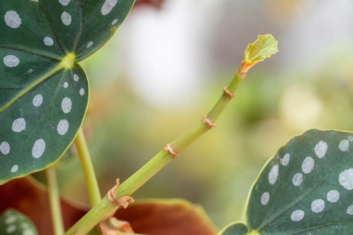 Close-up of Not Enough Light on Begonia Maculata - diagnostic detail