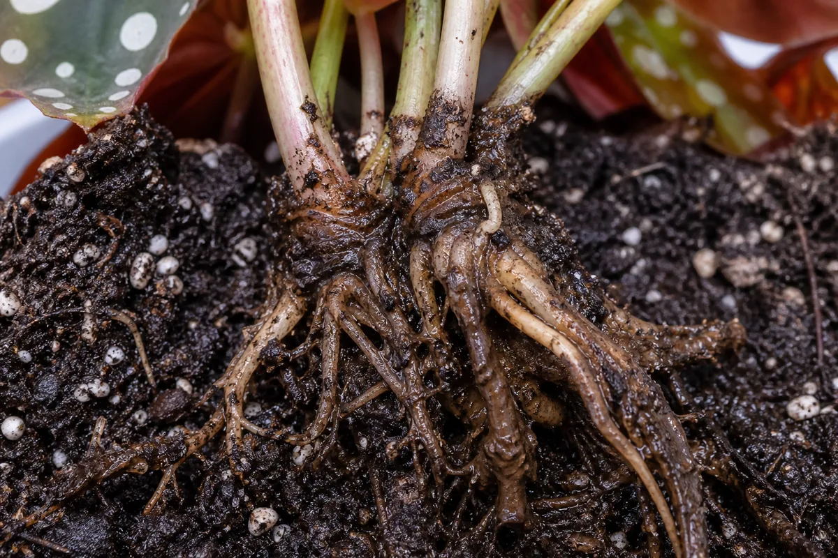 Close-up of Root Rot on Begonia Maculata - diagnostic detail