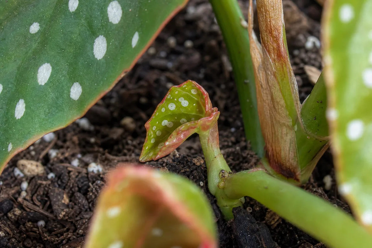 Close-up of Slow Growth on Begonia Maculata - diagnostic detail