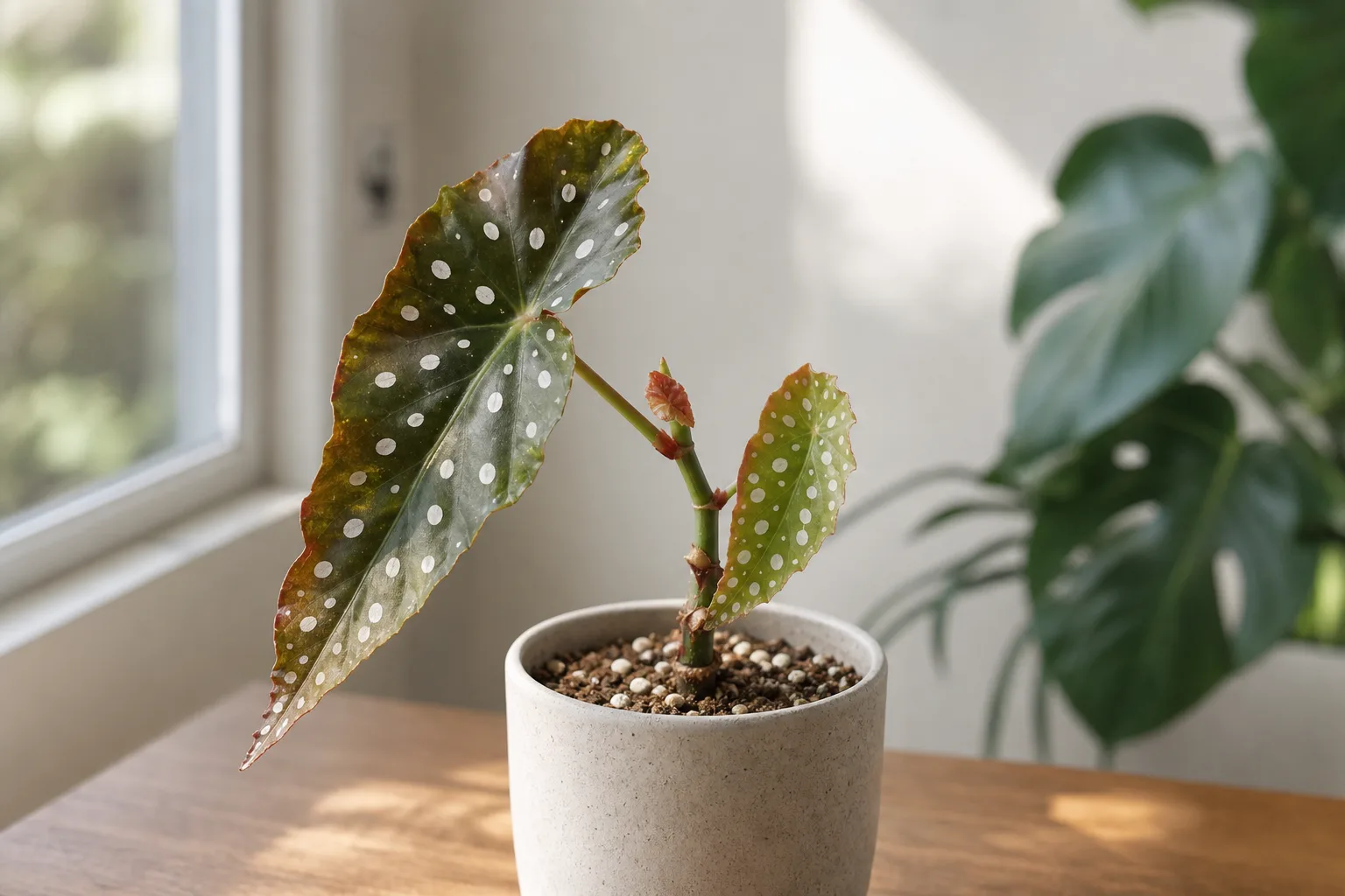 Slow Growth on Begonia Maculata - visible symptom on the plant
