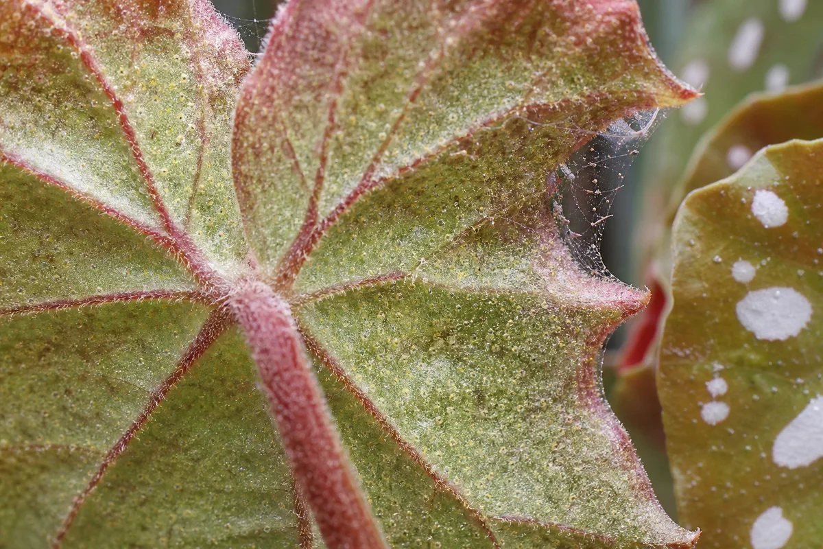Close-up of Spider Mites on Begonia Maculata - diagnostic detail