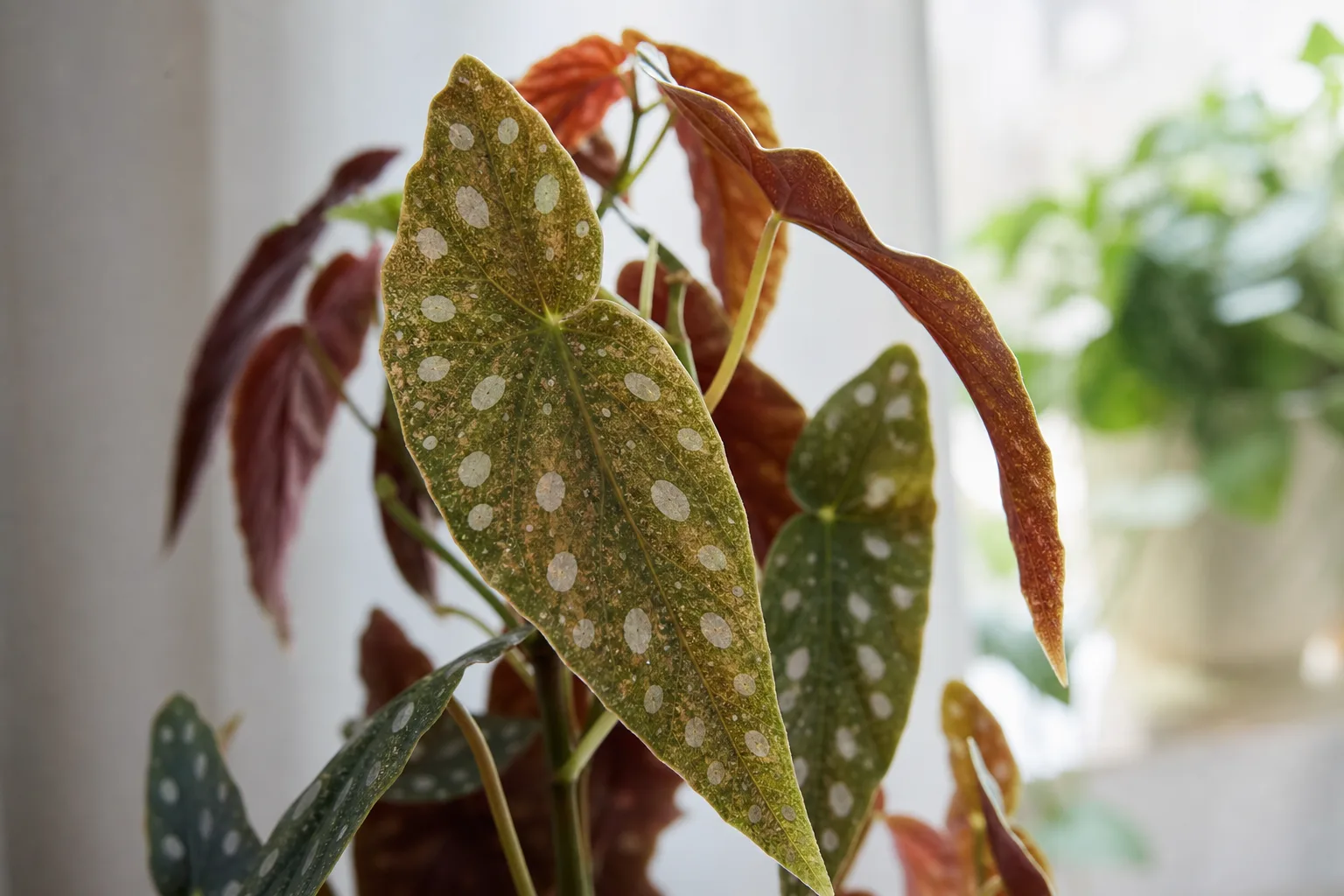 Spider Mites on Begonia Maculata - visible symptom on the plant