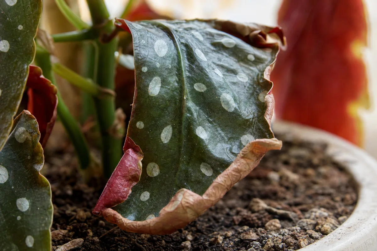 Close-up of Underwatering on Begonia Maculata - diagnostic detail