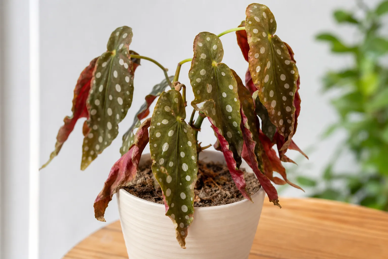 Underwatering on Begonia Maculata - visible symptom on the plant