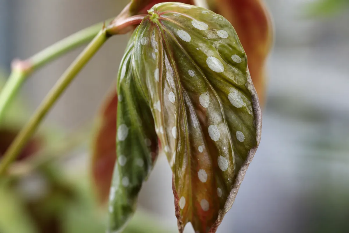 Close-up of Wilting on Begonia Maculata - diagnostic detail