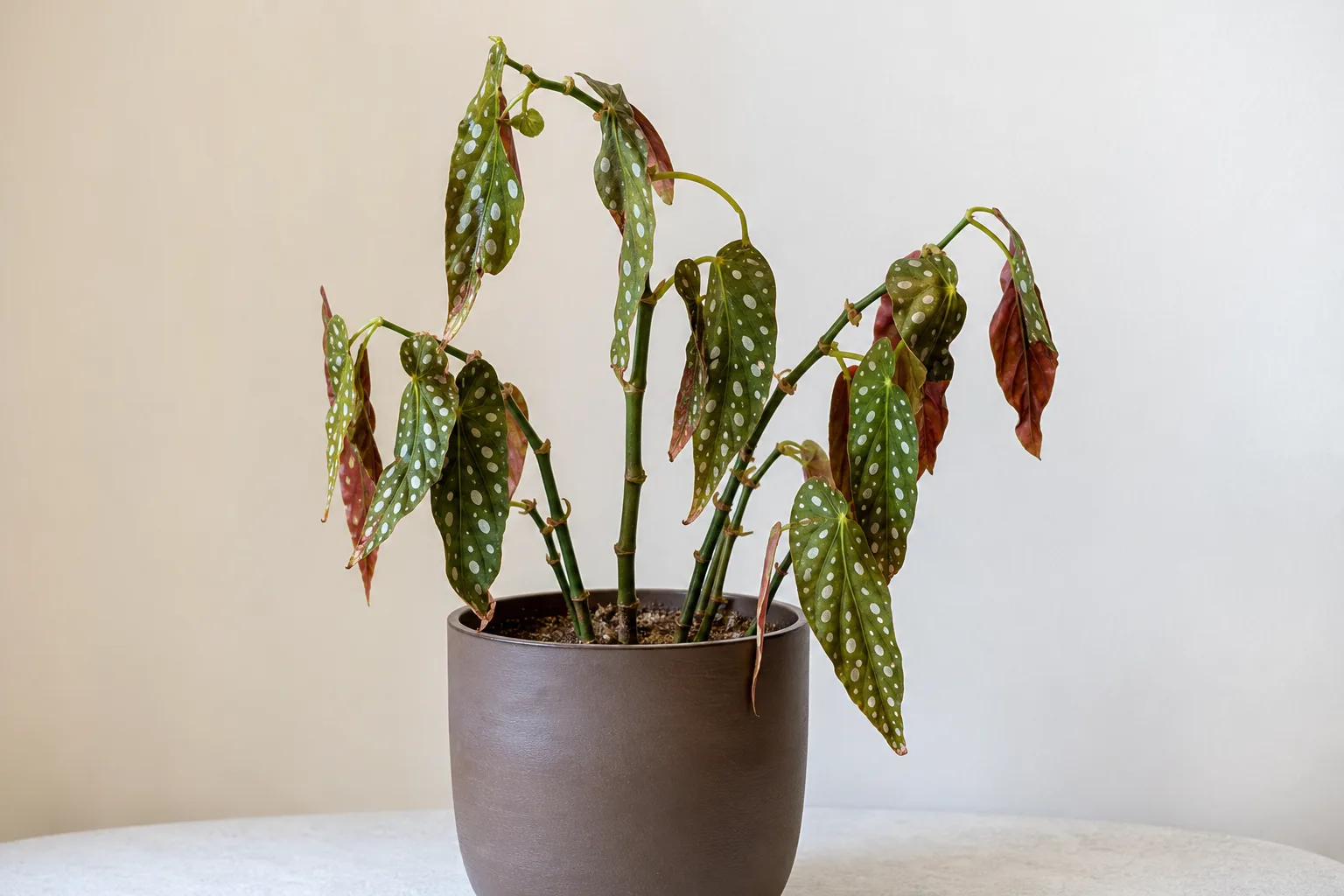 Wilting on Begonia Maculata - visible symptom on the plant