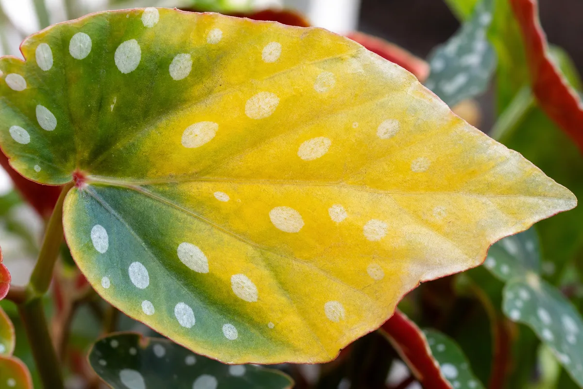 Close-up of Yellow Leaves on Begonia Maculata - diagnostic detail