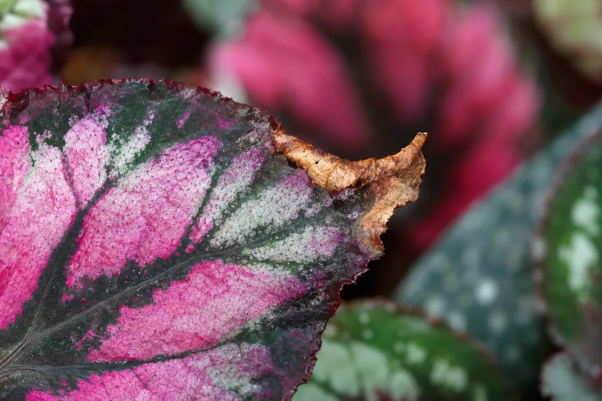 Close-up of Brown Tips on Begonia Rex - diagnostic detail