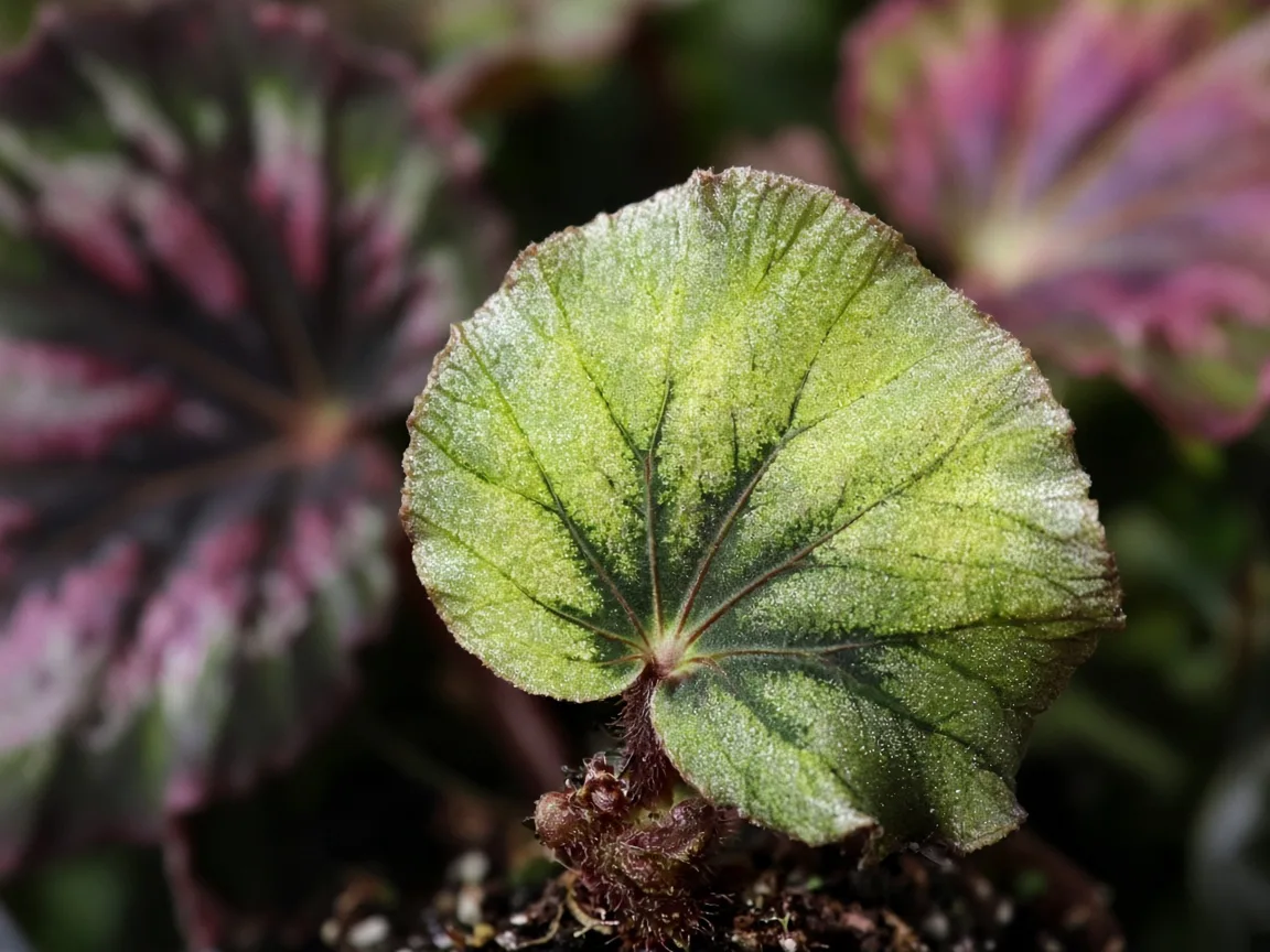 Close-up of interveinal chlorosis on new Begonia Rex painted leaf at rhizome crown