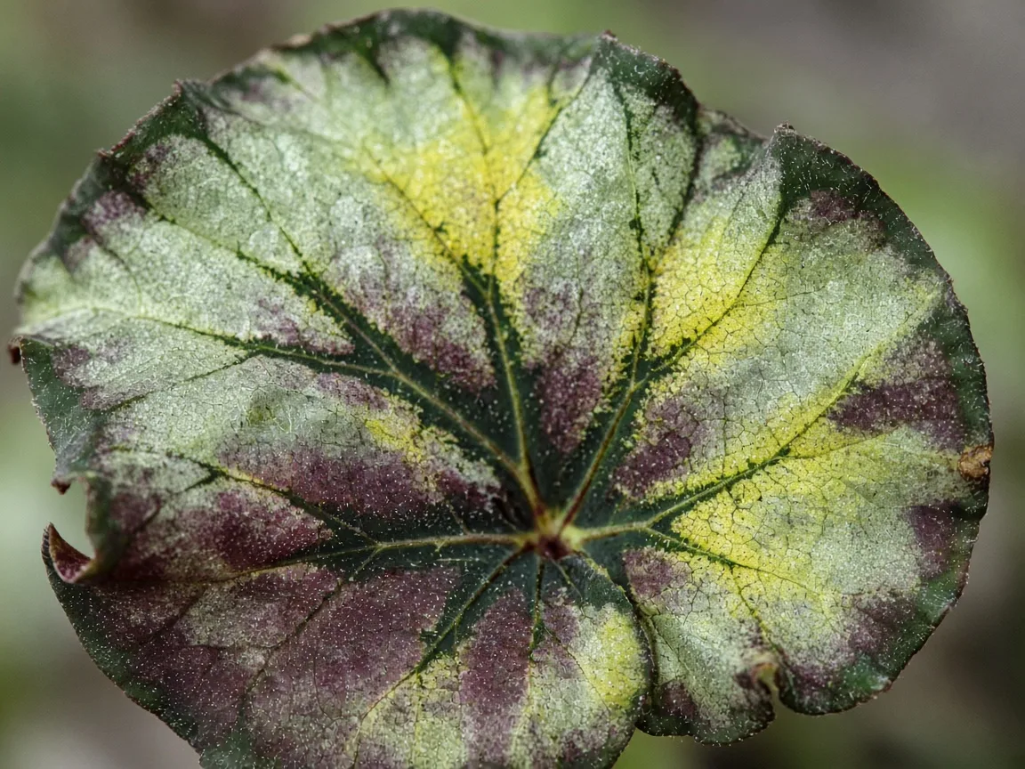 Close-up of magnesium deficiency on Begonia Rex - yellow tissue between dark green veins on a painted rex leaf