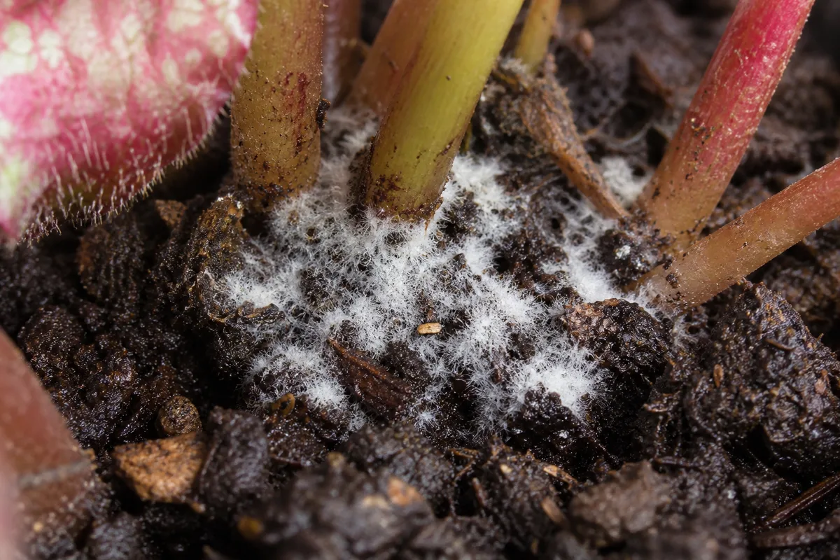 Close-up of Mold on Soil on Begonia Rex - diagnostic detail