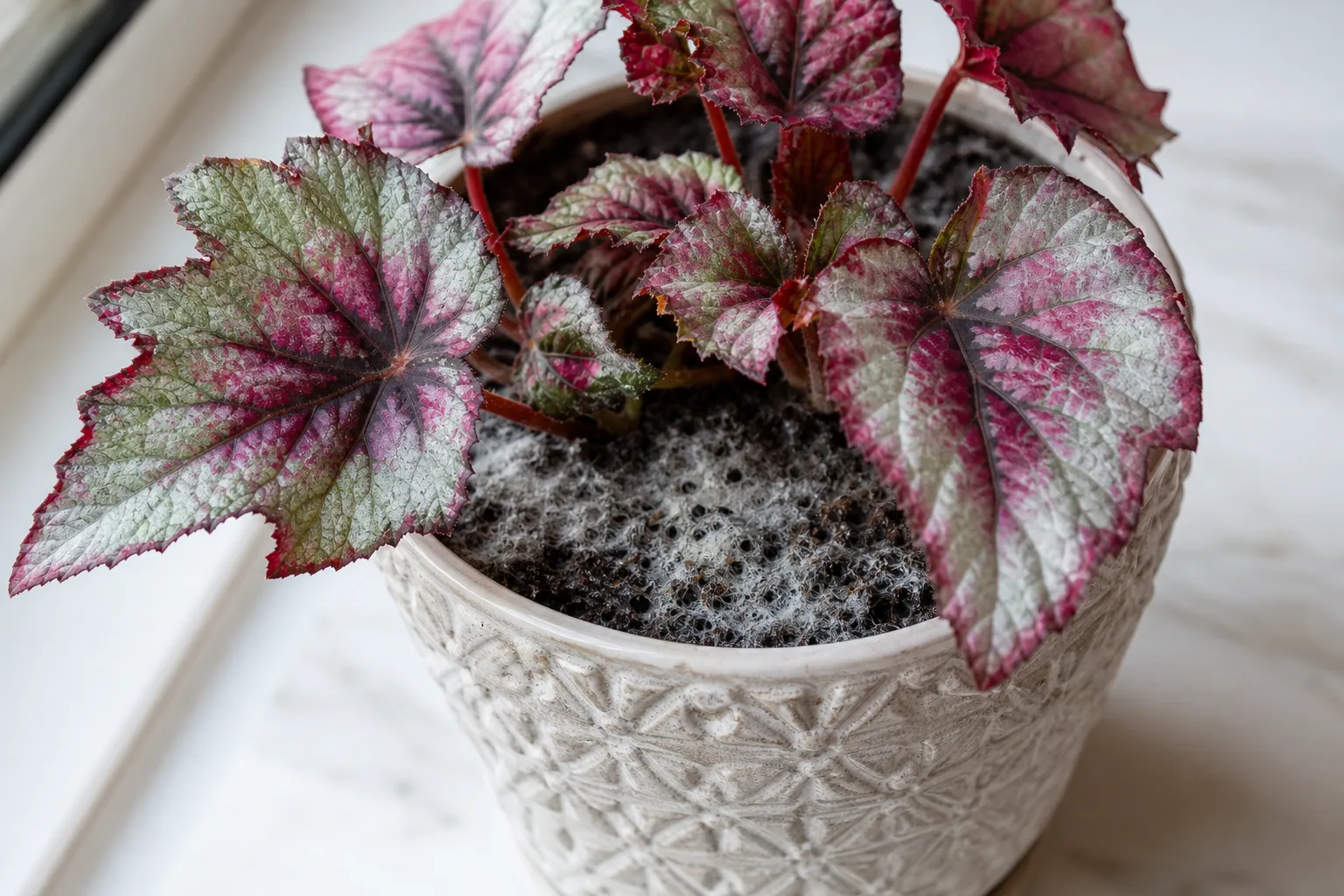 Mold on Soil on Begonia Rex - visible symptom on the plant
