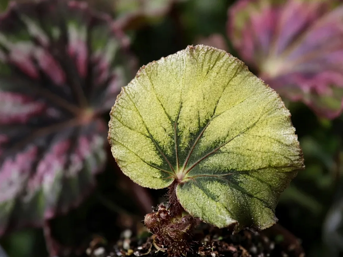 Close-up of nitrogen deficiency on Begonia Rex - uniform pale yellow-green on oldest outer painted rex leaf