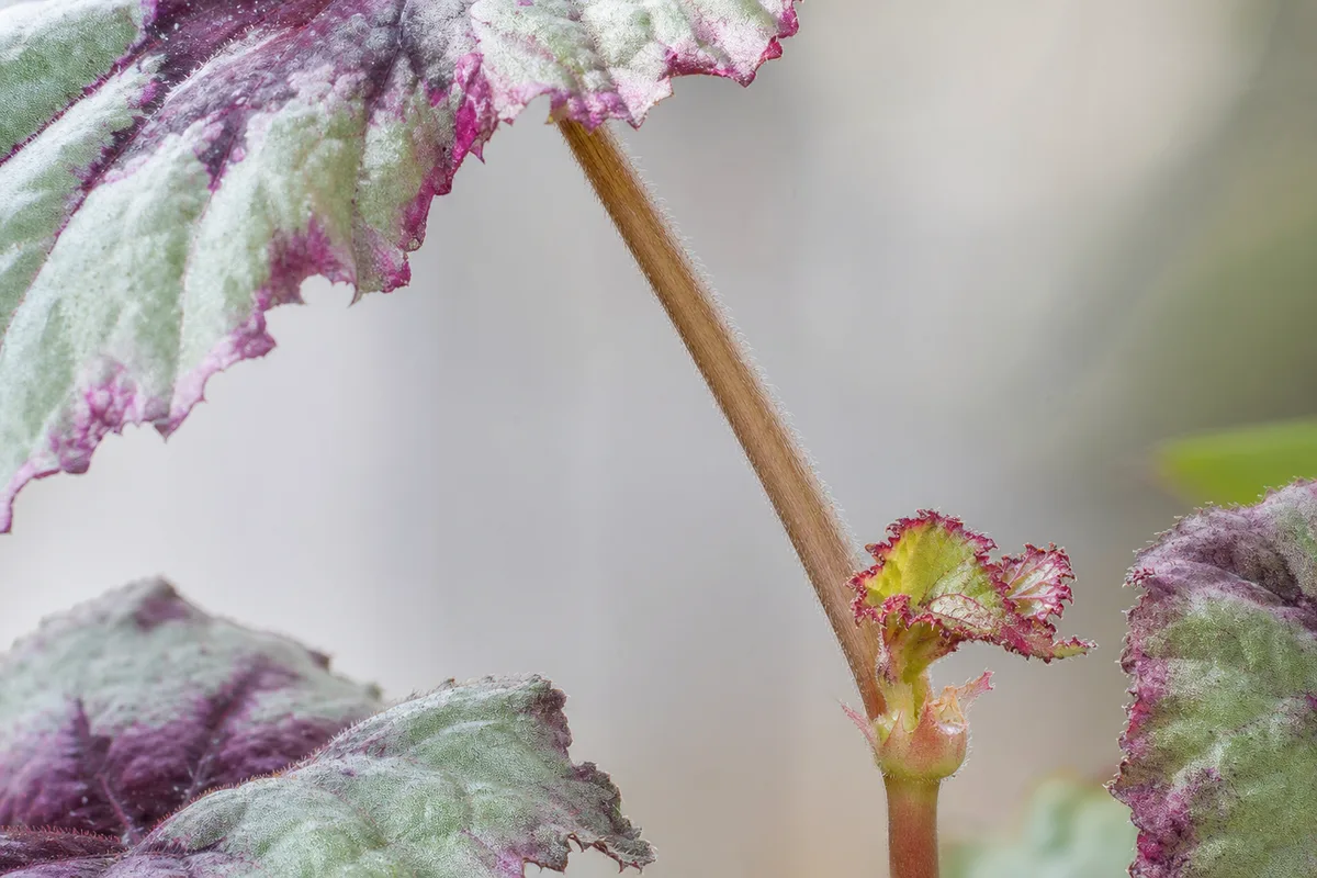 Close-up of Not Enough Light on Begonia Rex - diagnostic detail