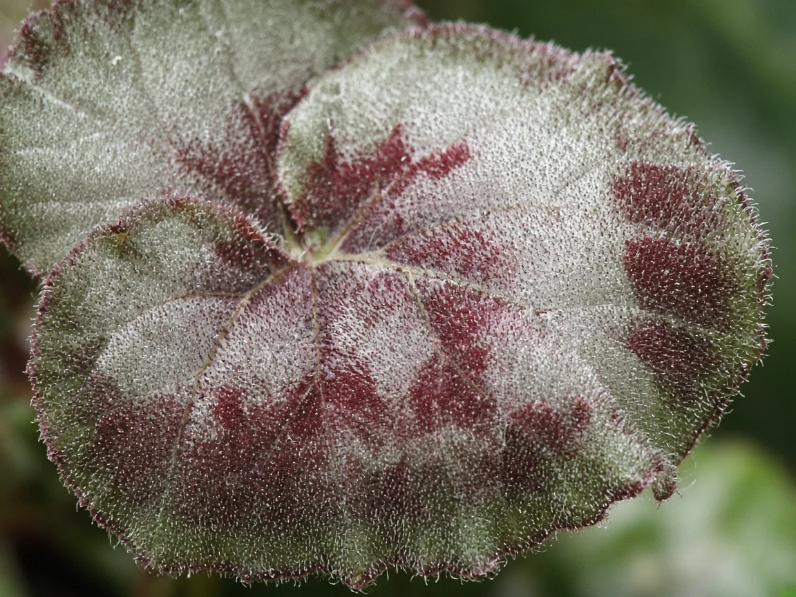 Close-up of pale leaves on Begonia Rex - washed silver and burgundy pattern on rex blade