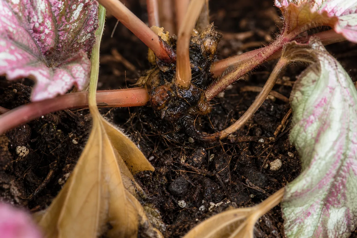 Close-up of Root Rot on Begonia Rex - diagnostic detail